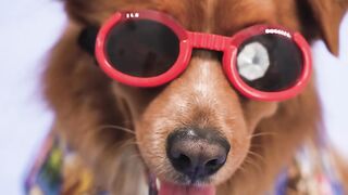 dog wearing red sunglasses