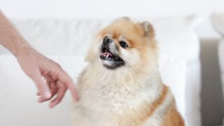 Puppy licking someone's hand