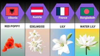 National Flower All Countries||National Flower By Countries