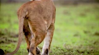 WILD NATURE 4K. Lions Pride 4k video news