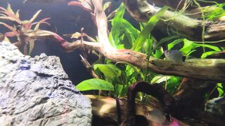 aquarium fish and relaxation music