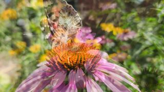 relax music nature BEAUTIFUL BUTTERFLIES ON FLOWERS ▶ Video 4K