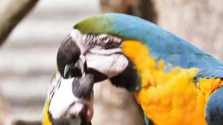 Beautiful Parrot, Bird Sounds, Funny Birds - Loro, Cotorra, Papagayo, Sonido de Pájaros