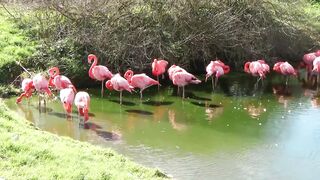 Flamingos, cute pink flamingos, bird sounds * Flamencos, hermosos flamencos rosados