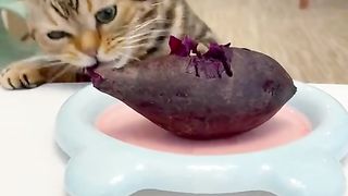 cute cat eating a food