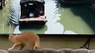 Cats video.  Dogs video.  Funny cats.  Funny dogs.  Animal funny