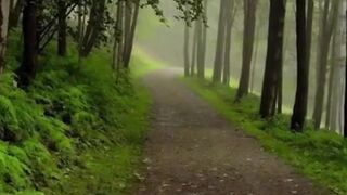 scary and hazy trail in a Western Pennsylvanian forest #shorts #viralvideo