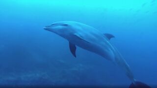 Scuba diver has dream encounter with dolphin pod in Galápagos Islands