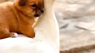 Dog love duck ! Dog love