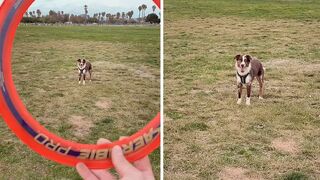 Skilled doggy performs incredible frisbee catch