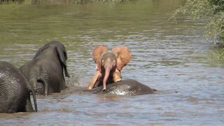 Rare sighting of pink baby elephant in Africa