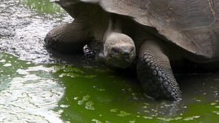 Ancient Galapagos tortoise makes slow trip through mudhole