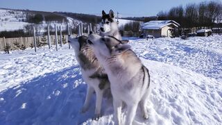 huskies teach puppy how to howl properly