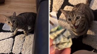 Cat finds $1 bill, proudly brings it to owner