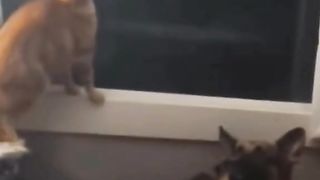 funny cat