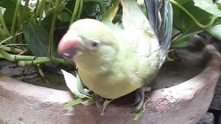 Parrot:2