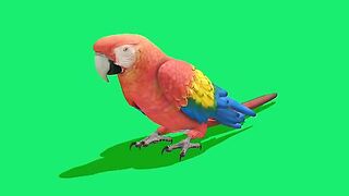 Green screen parrot