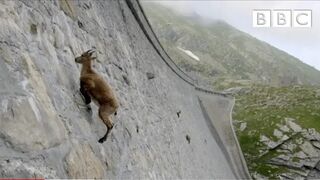 The incredible ibex defies gravity and climbs a dam | Forces of Nature with Brian Cox - BBC