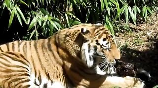 Wild life Tiger|wild life animals