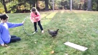 Funny chicken 2023, funny chicken videos, funny chicken sound,