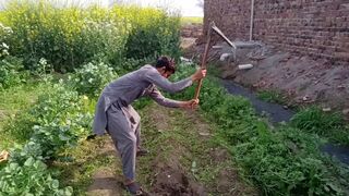 Potato Harvesting ???? Village Life ????