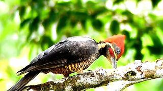 Woodpecker bird|wildlife birds#viral