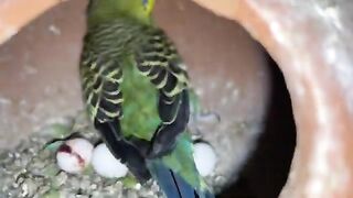 Budgies parrots breeding colony progress