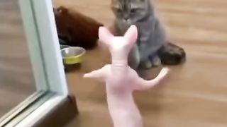 Dance cat