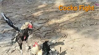 Cocks Fight Village Vlog Aseel Murga