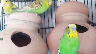 Astrelian Parrots ???? and Diamond Dove Vlog