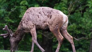 Stag in the wild|wildlife stag #viral