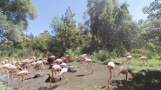 Flamingos walking. Beautiful animals,