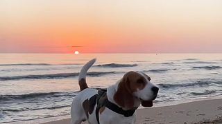 Dog at the beach enjoying sunset.