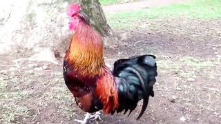 Bird and animals, beautiful birds, smart cock,