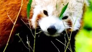 Red Pandas are not the lesser ????.