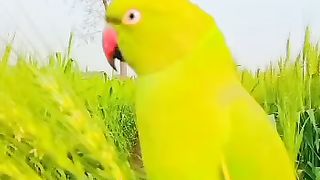 Tota parrot