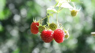 Raspberries Beauty