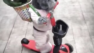 Dogs funn.  Dogs funny video.  Animal lovers.  Funn club.  Cats funny video