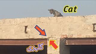 Cat ???? Hunting Gulehri But Failed