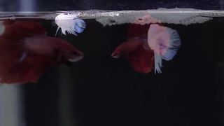 The Complete Betta Fish Life Cycle in 3 Minutes.