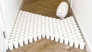 Trying new challenges ????  White fluffy cat  Cat game.