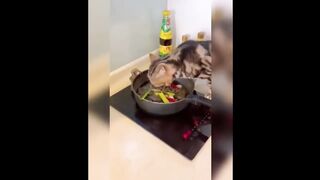 No Laugh Challenge - Funny Moments Of Cats Videos Compilation