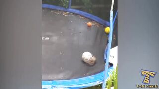 Top FUNNY SQUIRREL VIDEOS - PREPARE YOURSELF to LAUGH ULTRA HARD!