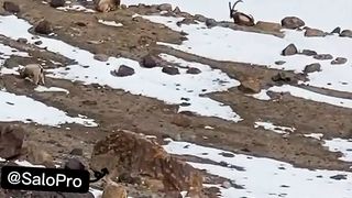 #markhor In #gilgitbaltistan #snowfall #snowlovers #winterseason #ytshorts #youtubeshorts #youtube