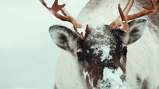 #markhor In #gilgitbaltistan #snowfall #snowlovers #winterseason #ytshorts #youtubeshorts #youtube