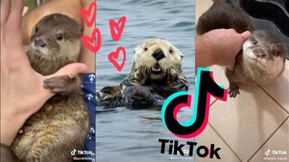 Cute, Squeaky& Chonky Otters [TikTok Compilation 2021] ????