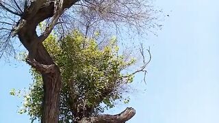 Wonderful  Tree ???? Village Vlog