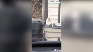 Funny and cute TikTok squirrel videos must watch !!!