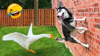 Funny Dogs And Cats Videos 2023 ???????? - Best Animal Videos Of The Month ???? #2