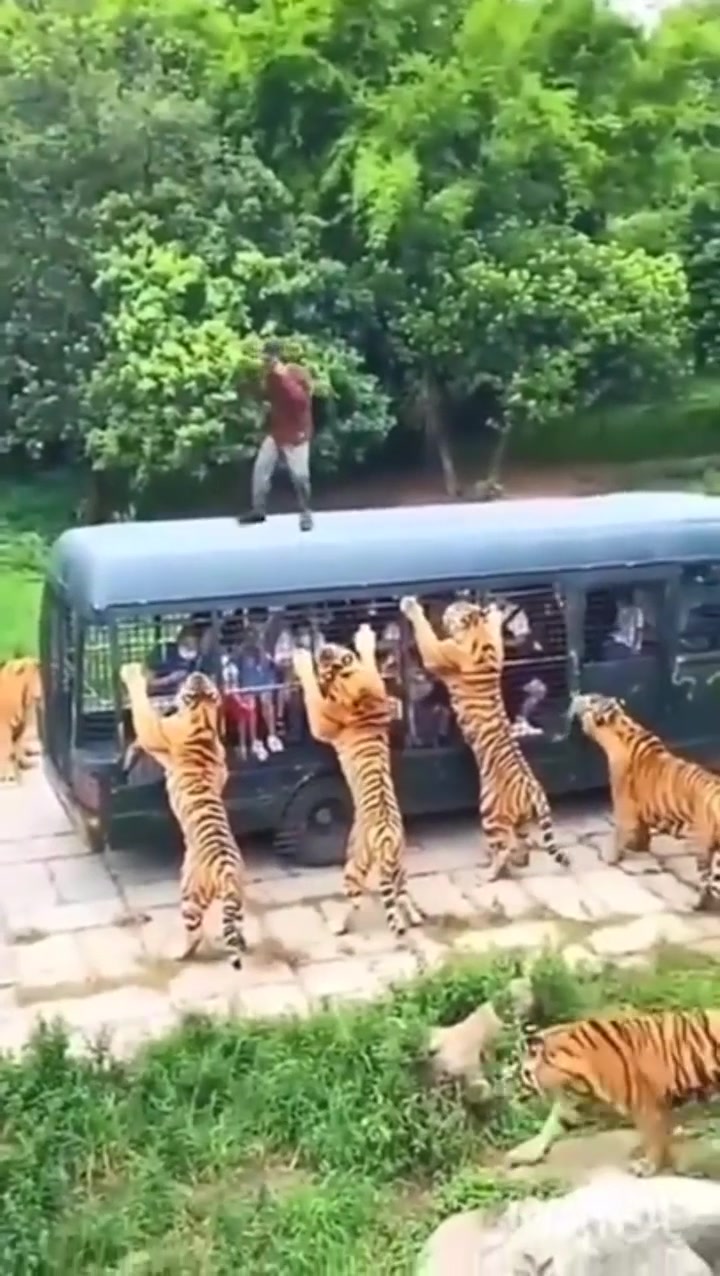 Tiger vs human